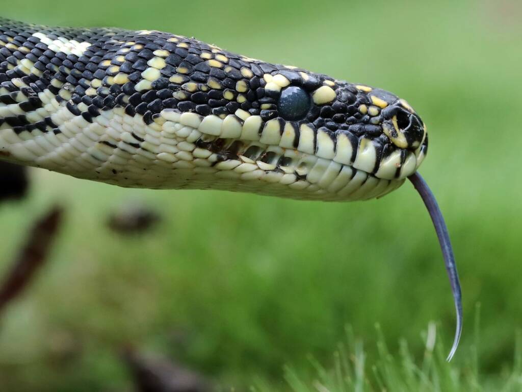 Diamond Python (Morelia spilota spilota) Woy Woy Bay NSW © Michael Doe