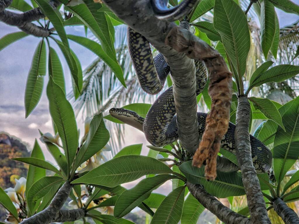 Diamond Python (Morelia spilota spilota), Woy Woy Bay NSW © Michael Doe