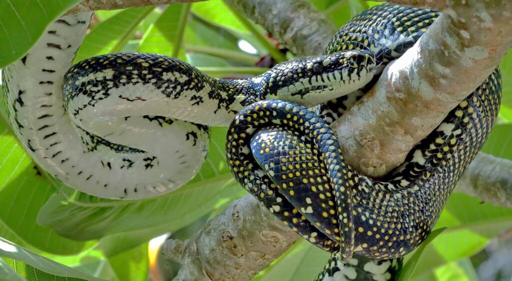 Diamond Python (Morelia spilota spilota), Woy Woy Bay NSW © Michael Doe