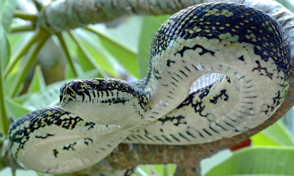 Diamond Python (Morelia spilota spilota), Woy Woy Bay NSW © Michael Doe