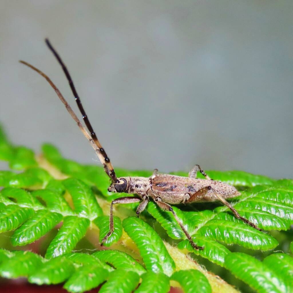 Didymocantha obliqua, Wallaga Lake NSW © Deb Taylor