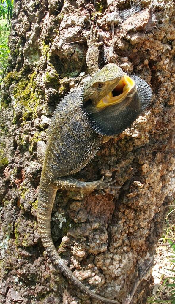 Eastern Bearded Dragon (Pogona barbata) on Banksia tree, Woy Woy NSW © Michael Doe