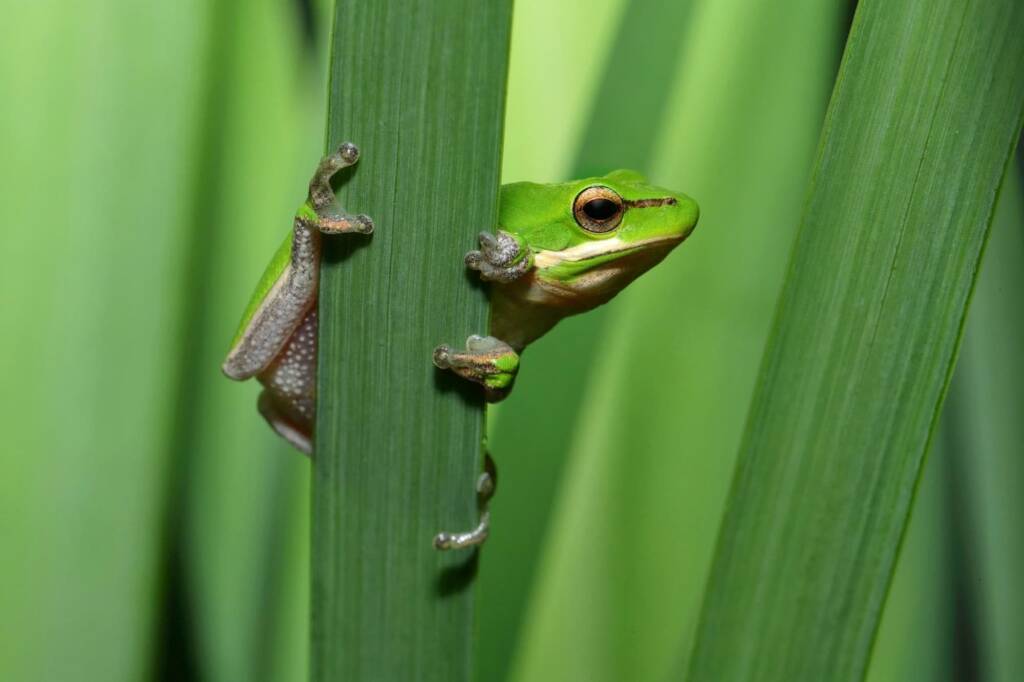 Eastern Dwarf Treefrog (Litoria fallax), Central Coast NSW © Michael Doe