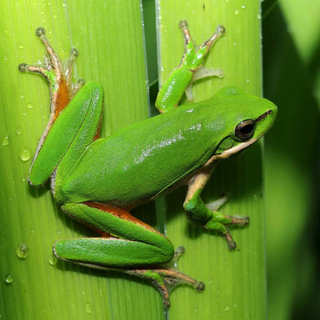 Eastern Dwarf Treefrog (Litoria fallax), Central Coast NSW © Michael Doe