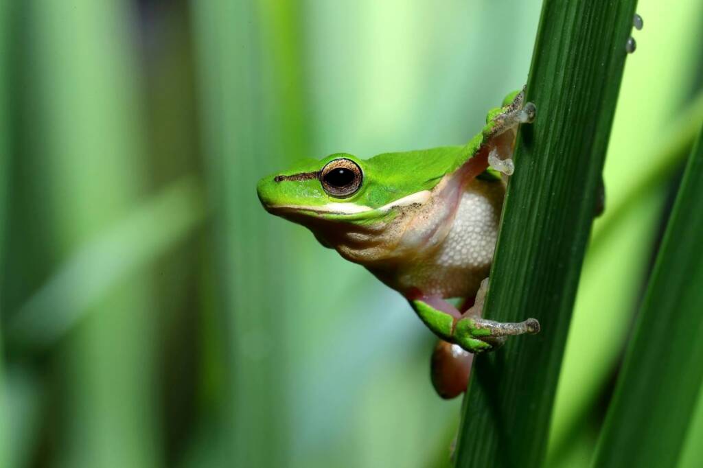 Eastern Dwarf Treefrog (Litoria fallax), Central Coast NSW © Michael Doe