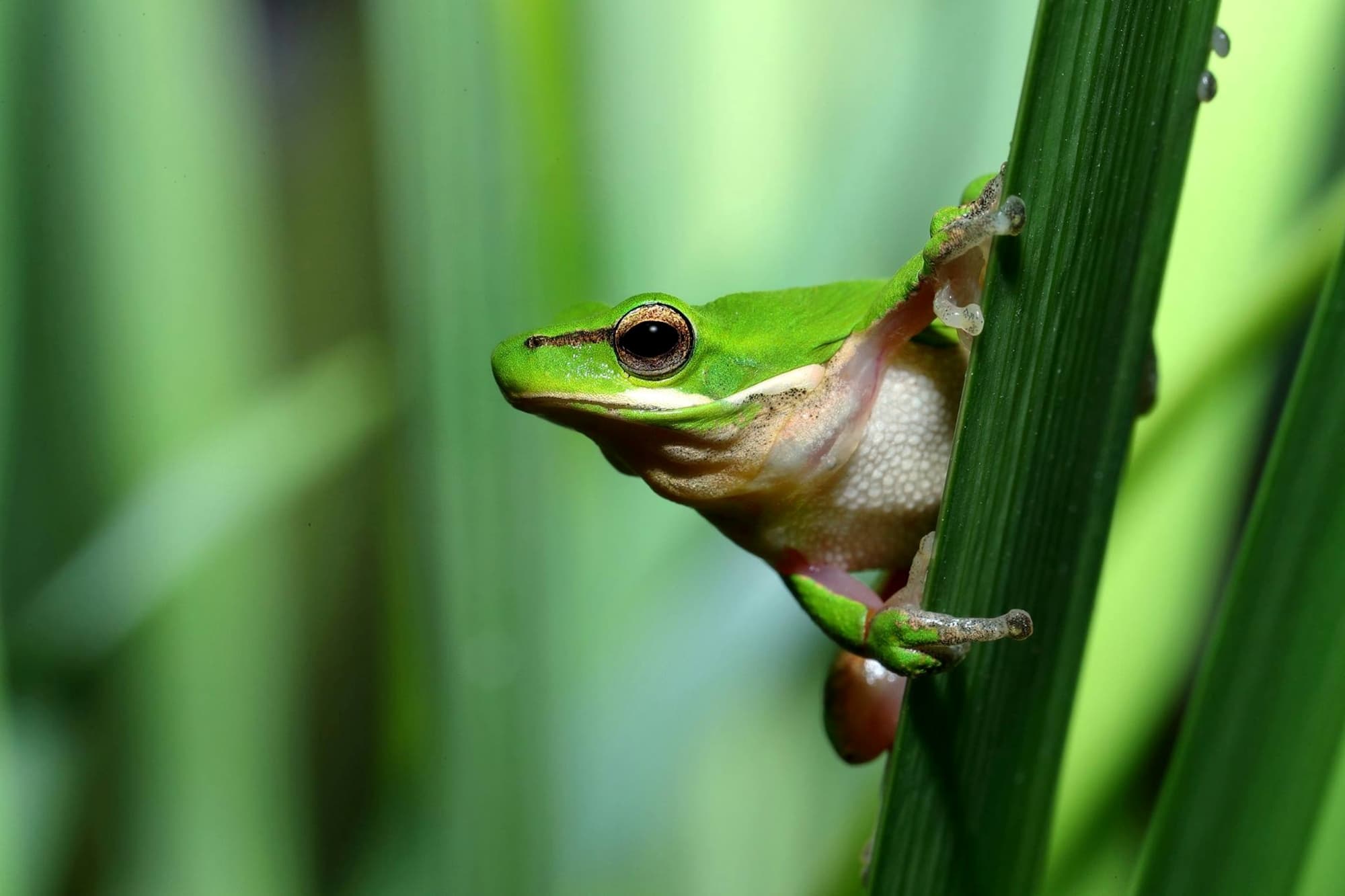 Eastern Dwarf Treefrog (Litoria fallax), Central Coast NSW © Michael Doe