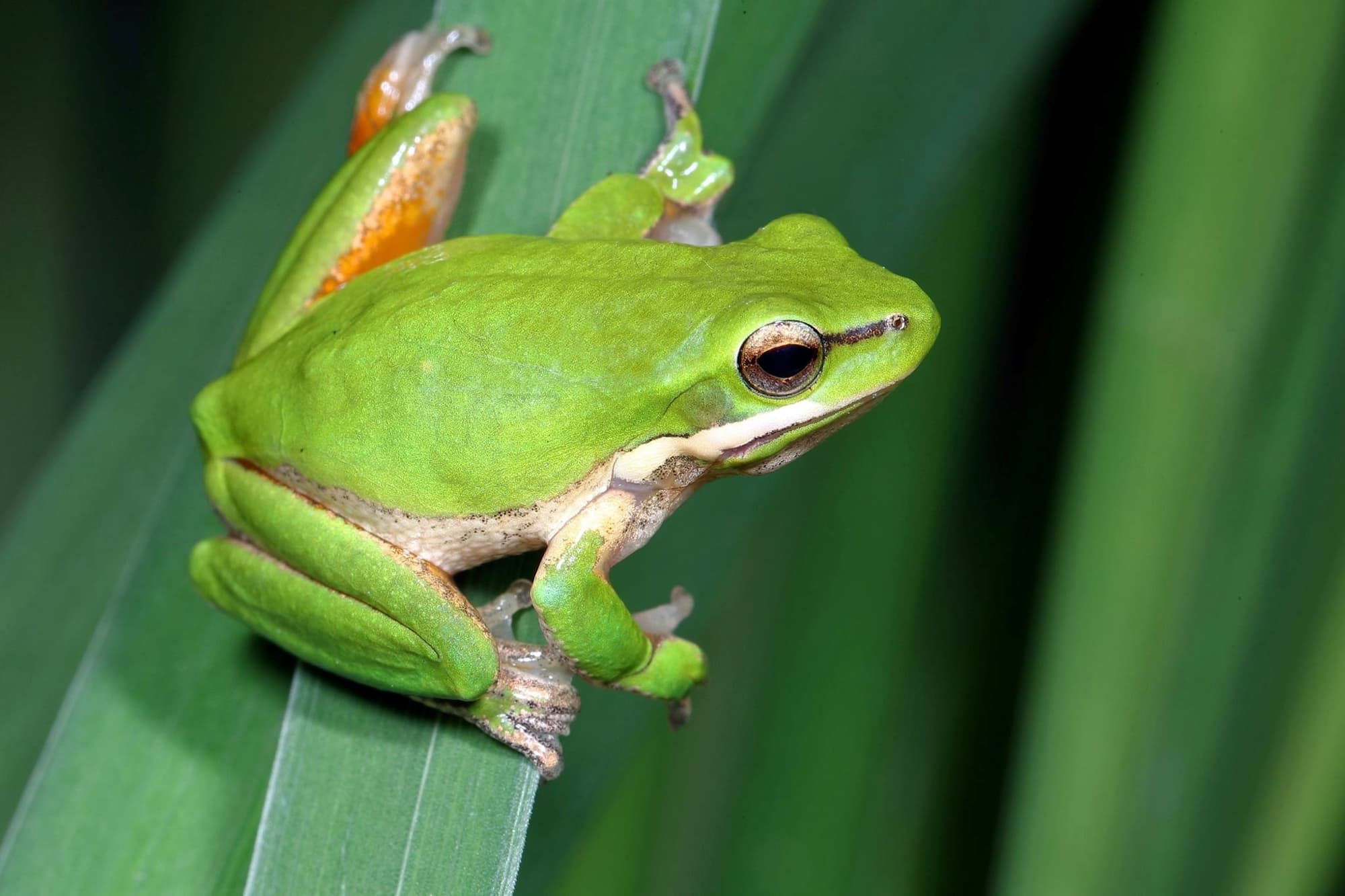 Eastern Dwarf Treefrog (Litoria fallax), Central Coast NSW © Michael Doe