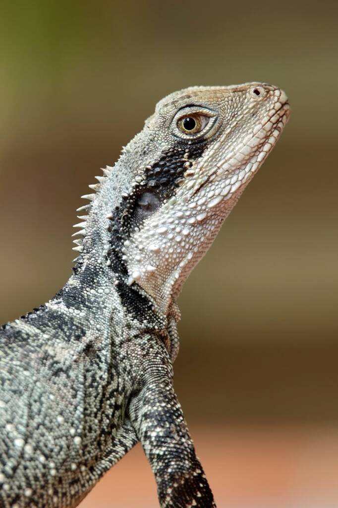 Eastern Water Dragon (Intellagama lesueurii lesueurii), Central Coast NSW © Michael Doe