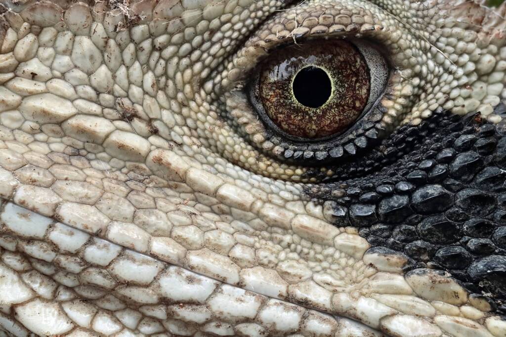 Eastern Water Dragon (Intellagama lesueurii lesueurii), Woy Woy Bay NSW © Michael Doe