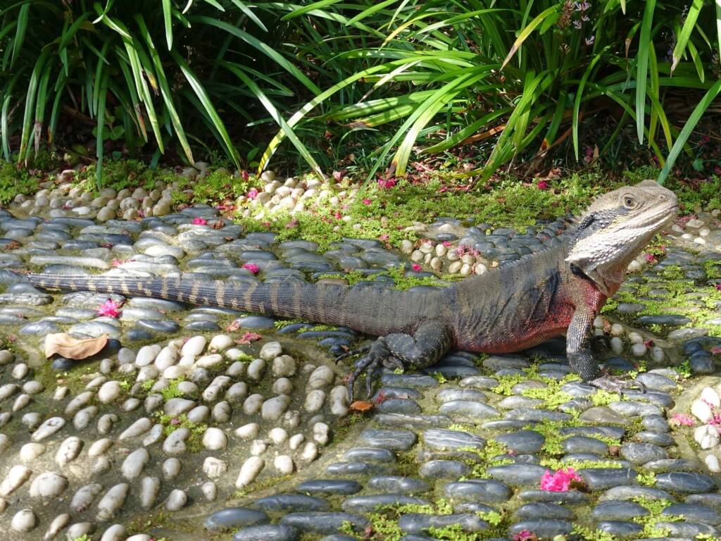 Eastern Water Dragon (Physignathus lesueurii), Chinese Garden of Friendship, Darling Square NSW