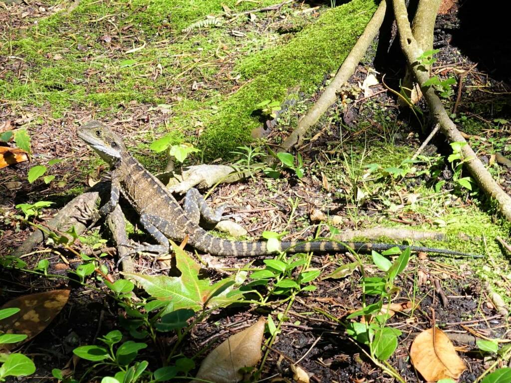 Eastern Water Dragon (Physignathus lesueurii), Chinese Garden of Friendship, Darling Square NSW