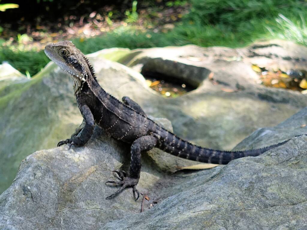 Eastern Water Dragon (Physignathus lesueurii), Chinese Garden of Friendship, Darling Square NSW