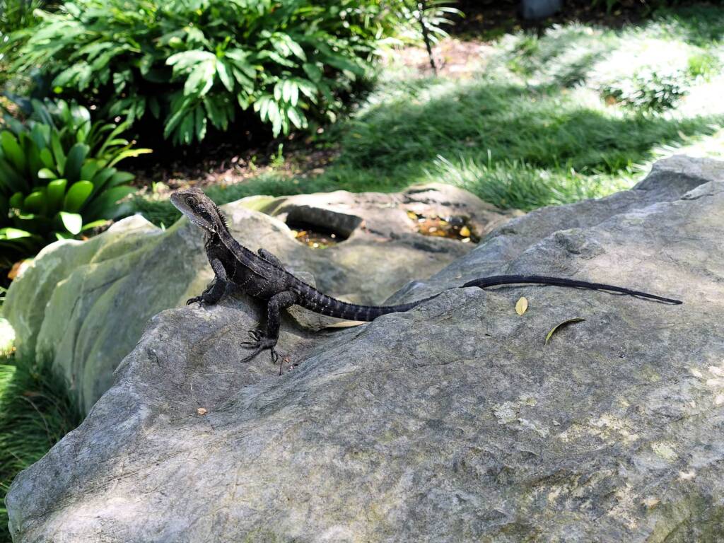 Eastern Water Dragon (Physignathus lesueurii), Chinese Garden of Friendship, Darling Square NSW