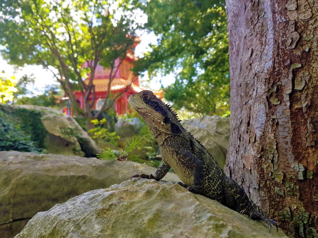 Eastern Water Dragon (Physignathus lesueurii), Chinese Garden of Friendship, Darling Square NSW