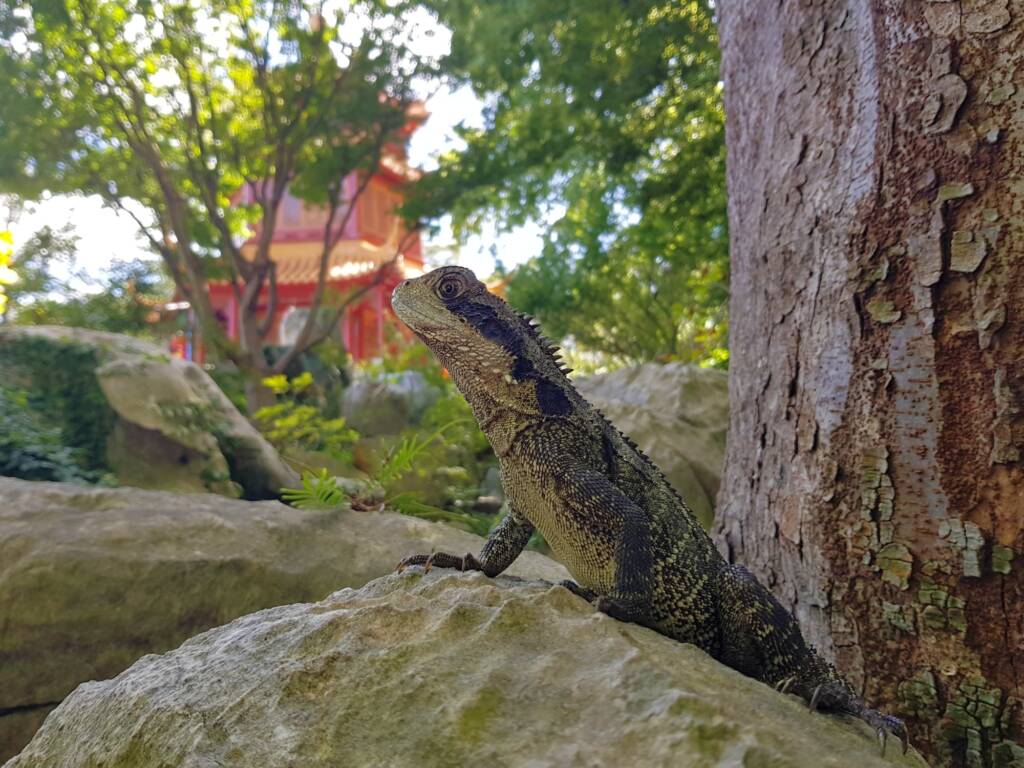 Eastern Water Dragon (Physignathus lesueurii), Chinese Garden of Friendship, Darling Square NSW