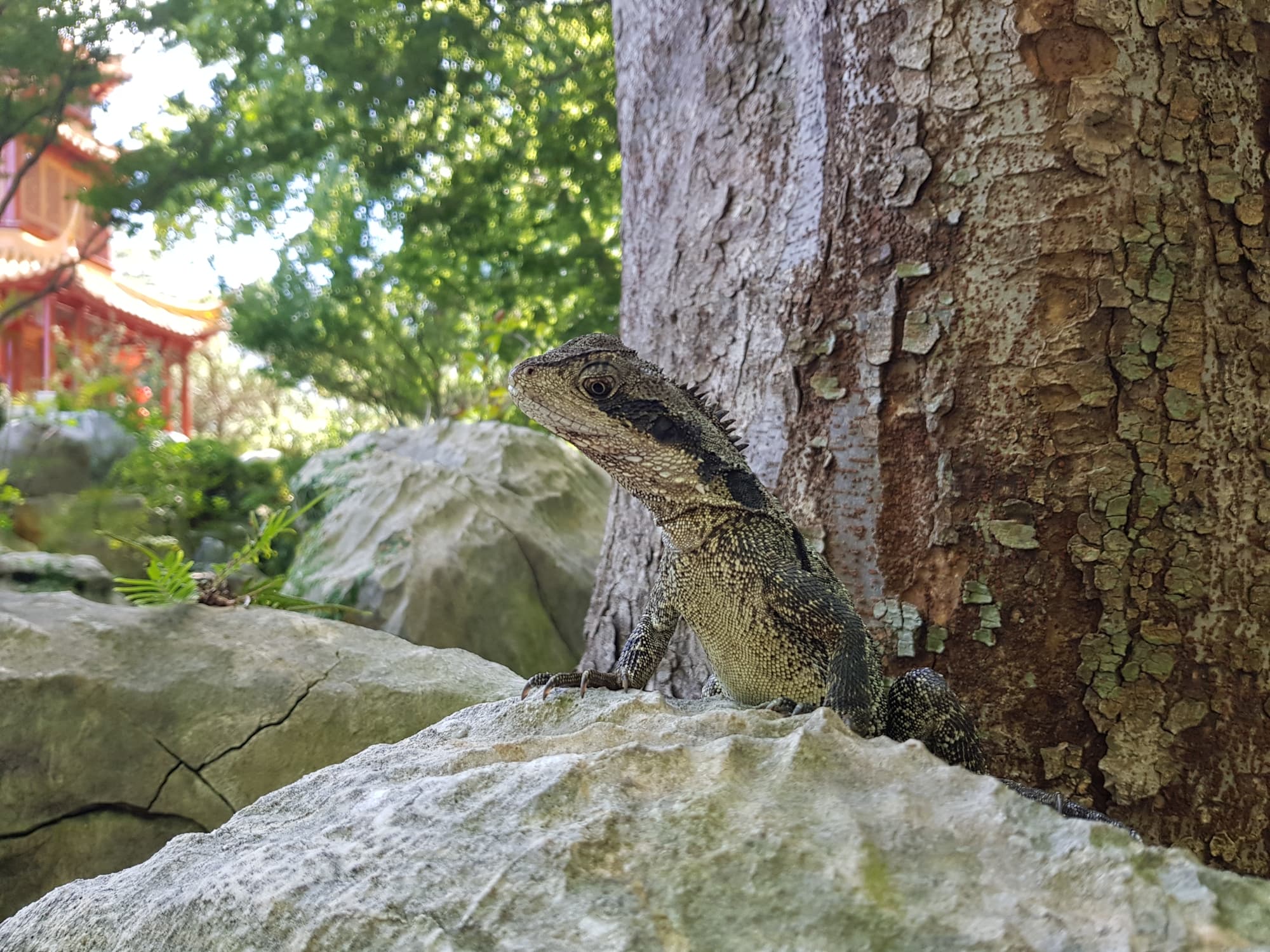 Eastern Water Dragon (Physignathus lesueurii), Chinese Garden of Friendship, Darling Square NSW