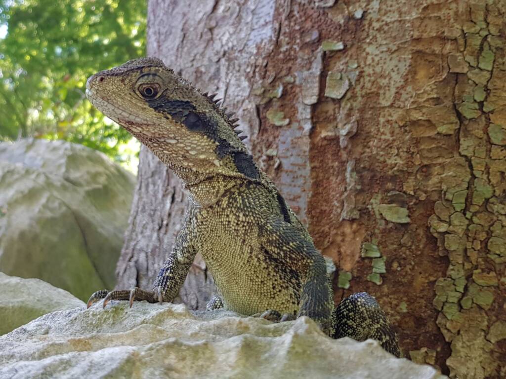 Eastern Water Dragon (Physignathus lesueurii), Chinese Garden of Friendship, Darling Square NSW