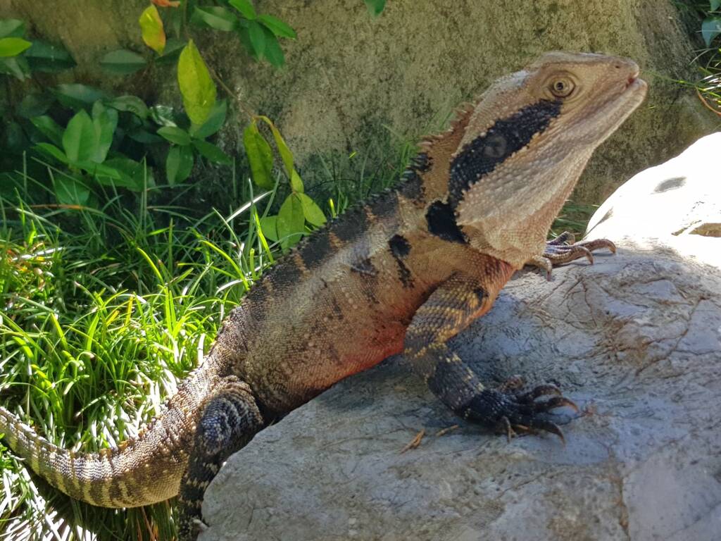 Eastern Water Dragon (Physignathus lesueurii), Chinese Garden of Friendship, Darling Square NSW