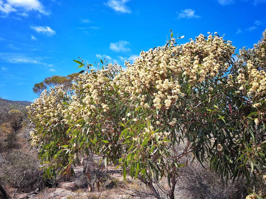 Eucalyptus uncinata (Hook-leaved Mallee), Stirling National Park WA © Terry Dunham