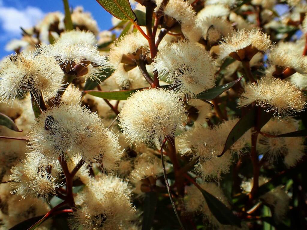 Eucalyptus uncinata (Hook-leaved Mallee), Stirling National Park WA © Terry Dunham