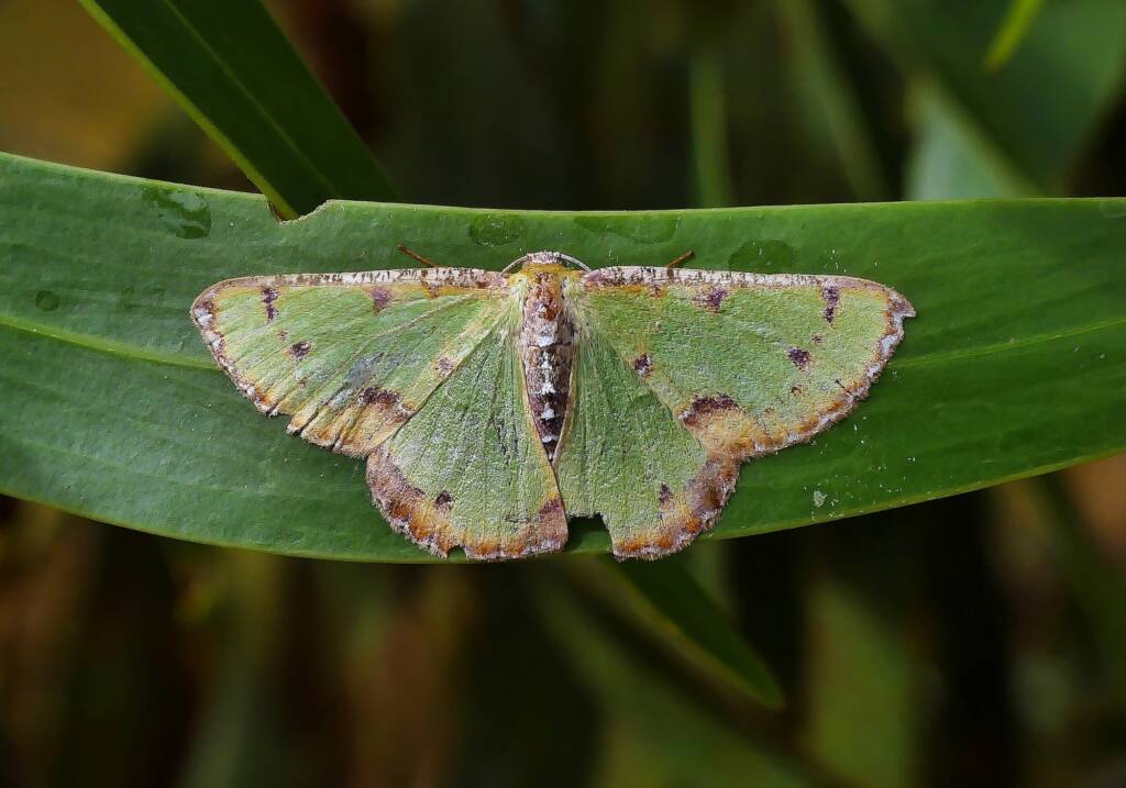 Eucyclodes buprestaria, Belair SA © Marianne Broug