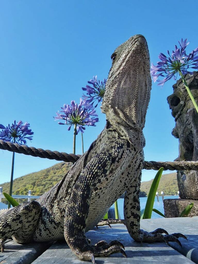 Female Eastern Water Dragon (Intellagama lesueurii lesueurii), Woy Woy Bay NSW © Michael Doe