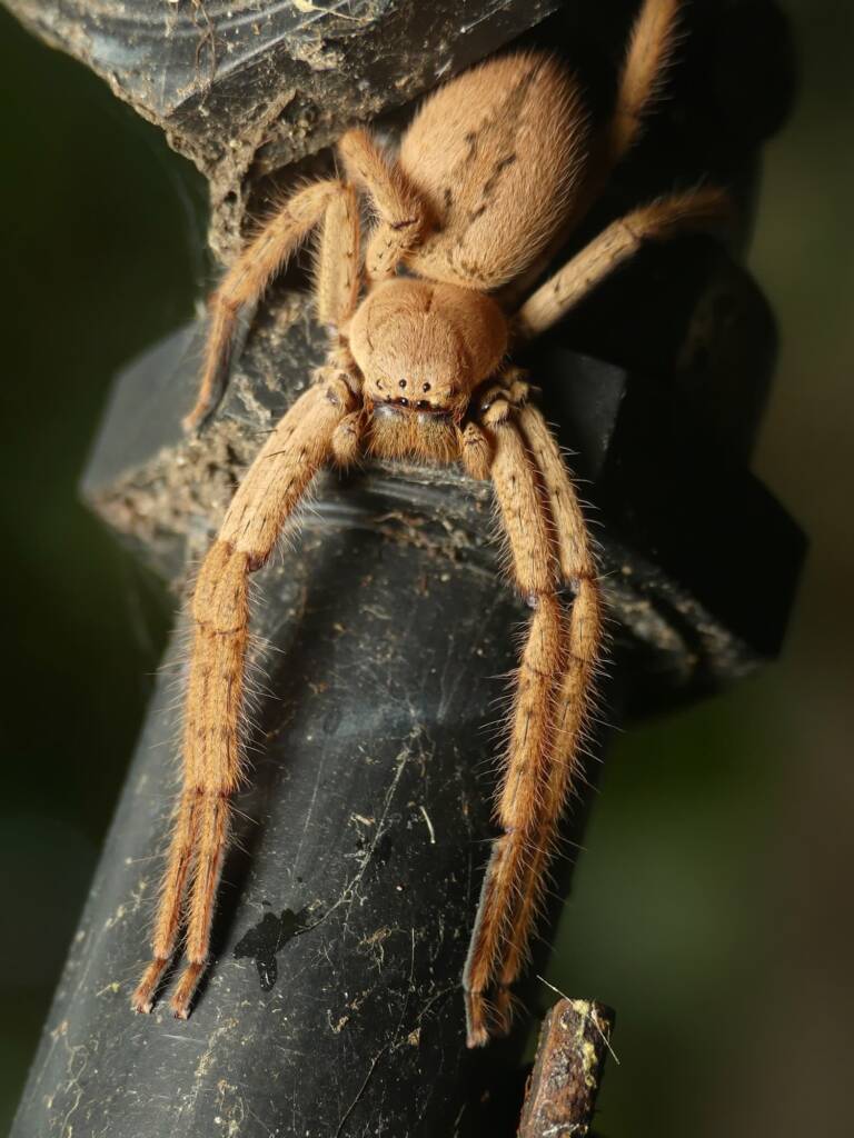 Beregama cordata (Fireback Huntsman Spider), Gold Coast QLD © Stefan Jones