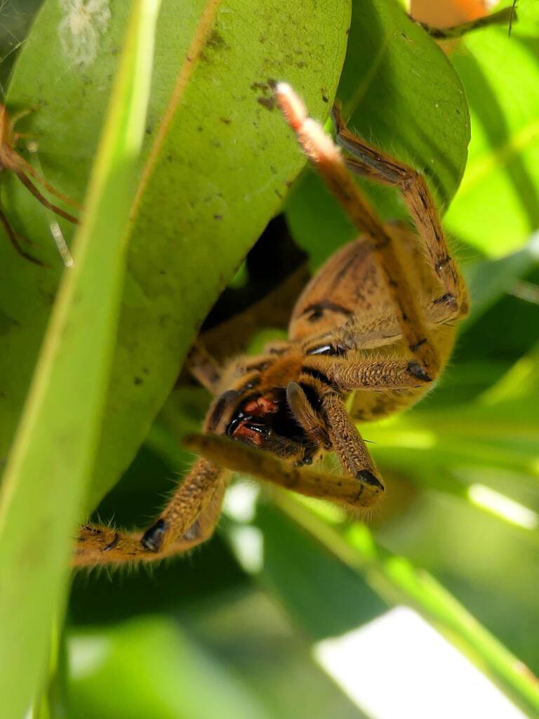 Beregama cordata (Fireback Huntsman Spider), Gold Coast QLD © Stefan Jones
