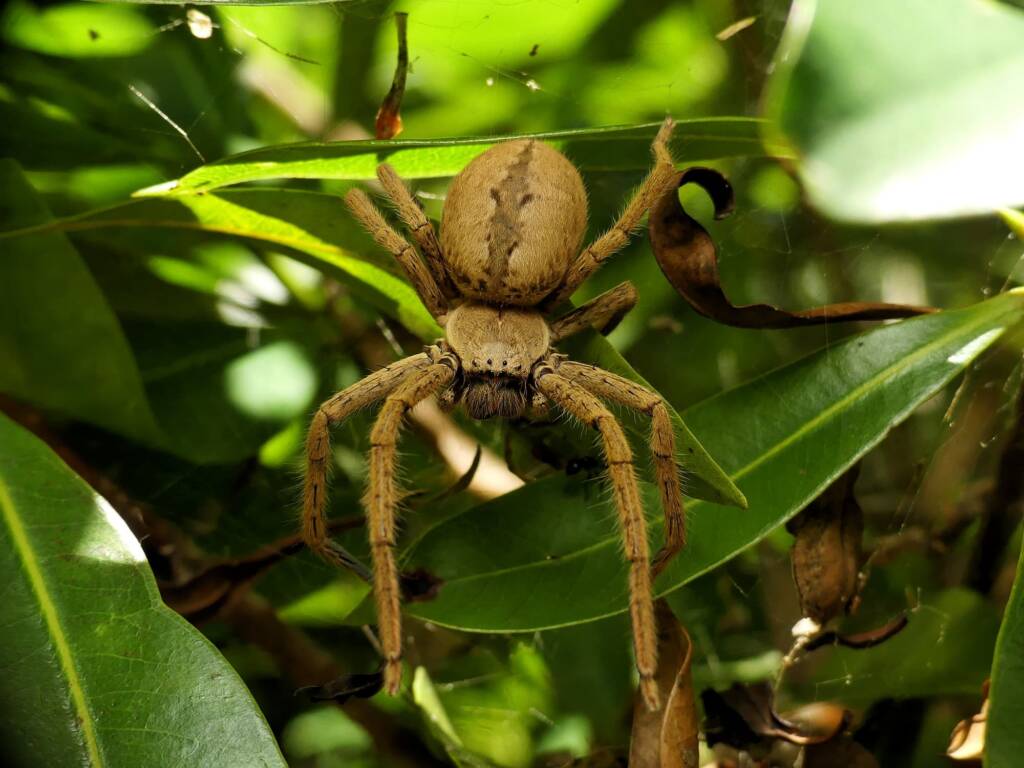 Beregama cordata (Fireback Huntsman Spider), Gold Coast QLD © Stefan Jones