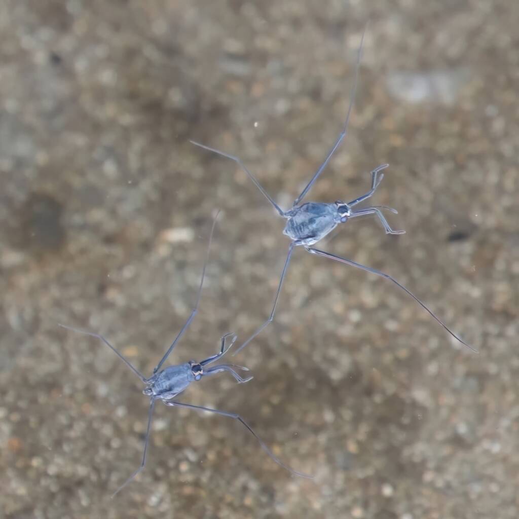 Halobates Sea Skater (male and female), Cullendulla NSW © Phil Warburton