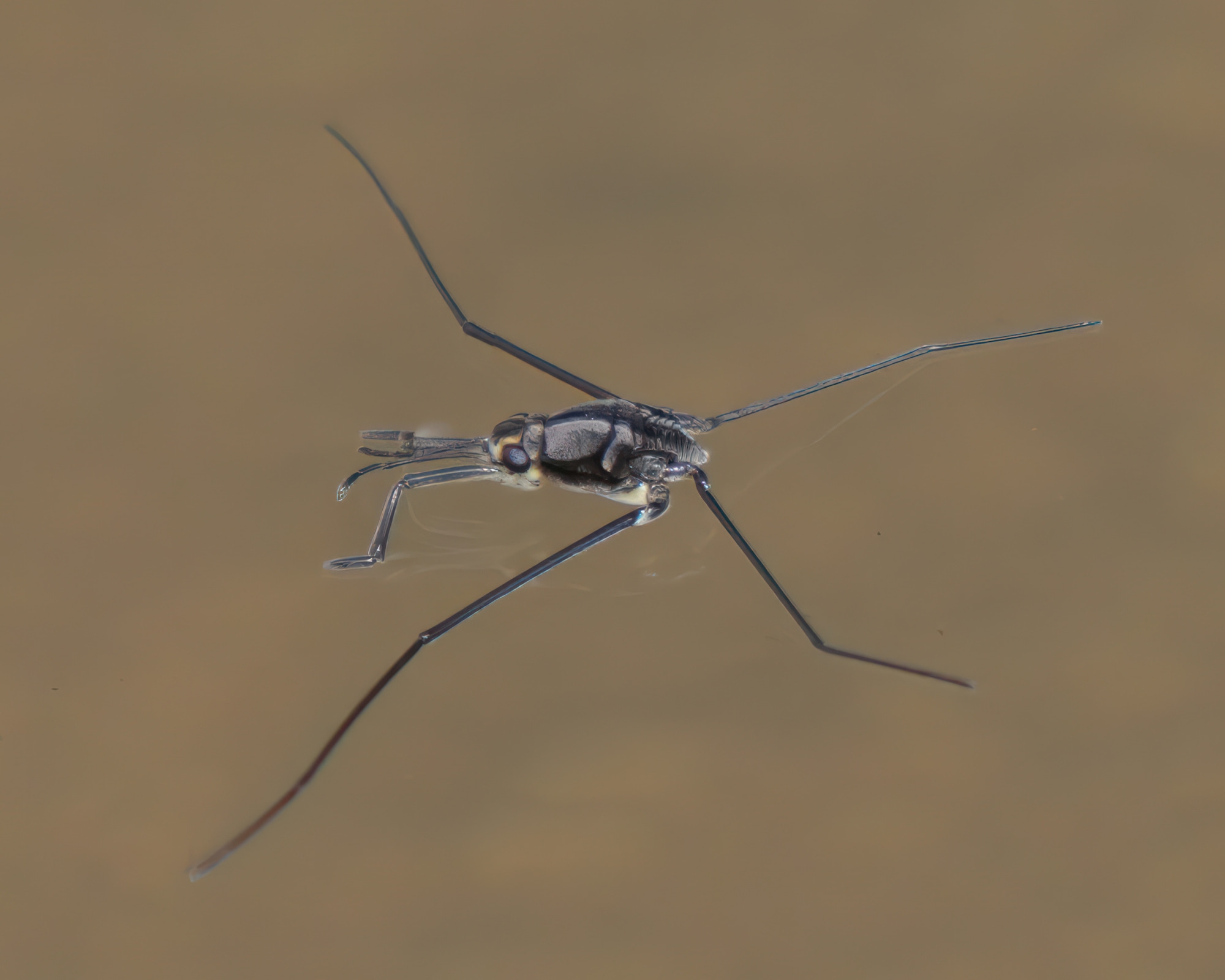 Halobates Sea Skaters