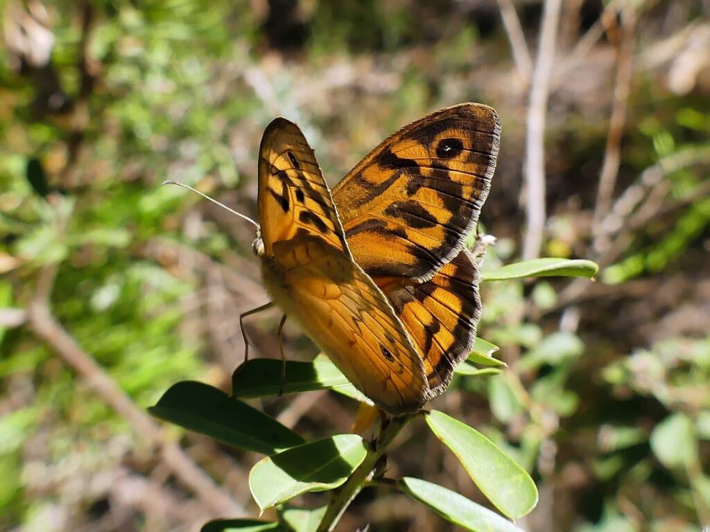 Heteronympha merope (Common Brown), Belair SA © Marianne Broug