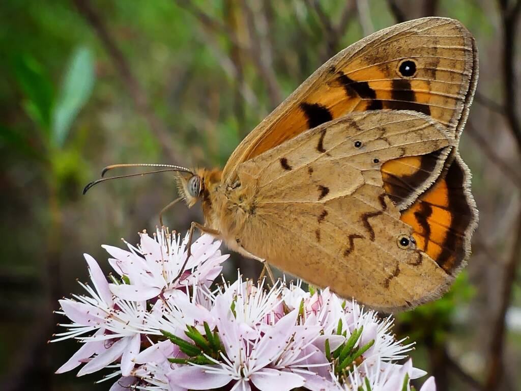 Heteronympha merope (Common Brown), Belair SA © Marianne Broug