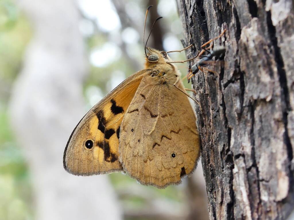 Heteronympha merope (Common Brown), Belair SA © Marianne Broug