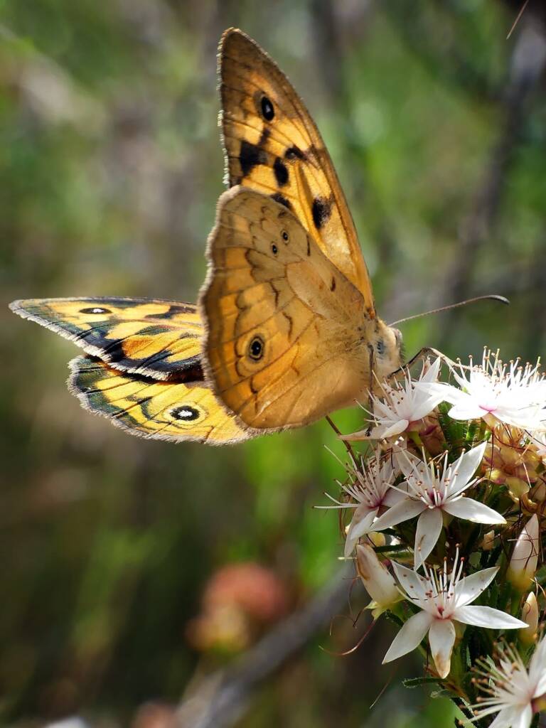 Heteronympha merope (Common Brown), Belair SA © Marianne Broug