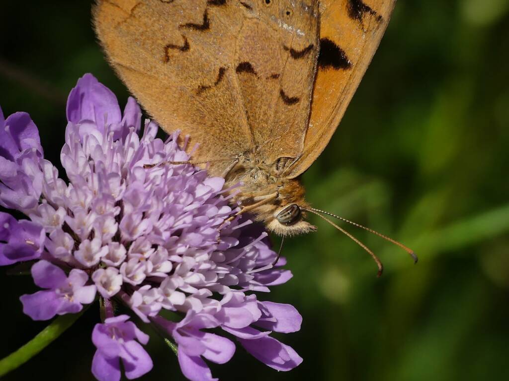 Heteronympha merope (Common Brown), Belair SA © Marianne Broug