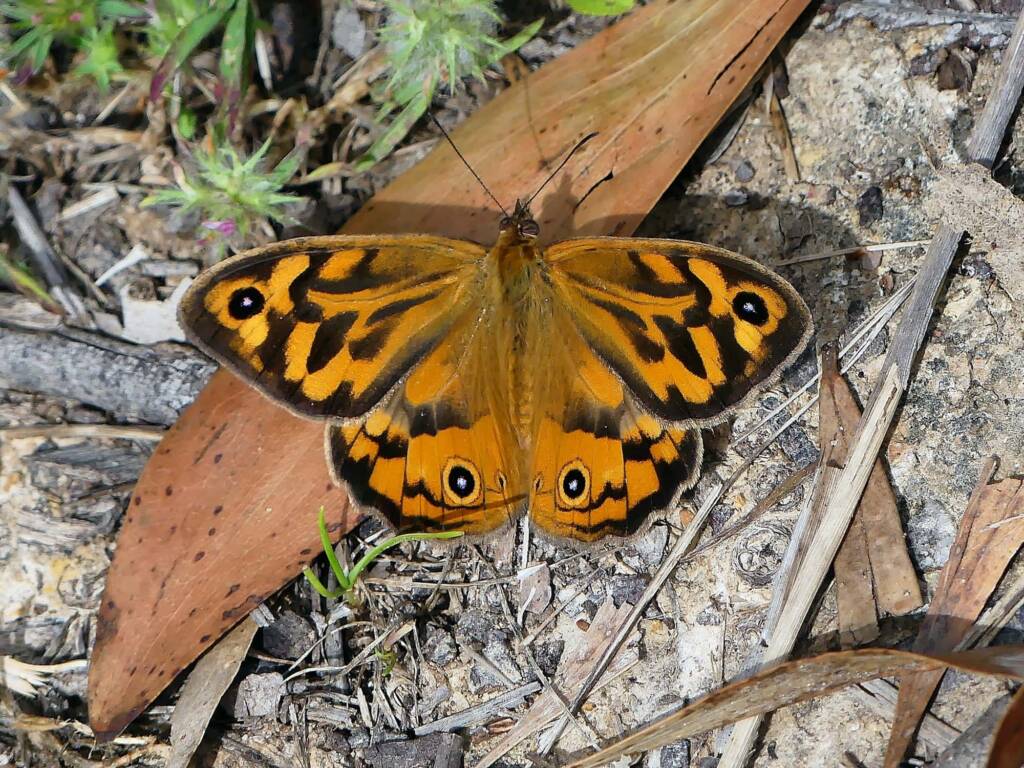 Heteronympha merope (Common Brown), Belair SA © Marianne Broug