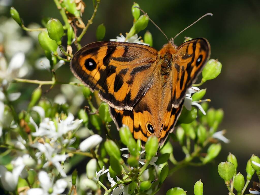 Heteronympha merope (Common Brown), Belair SA © Marianne Broug