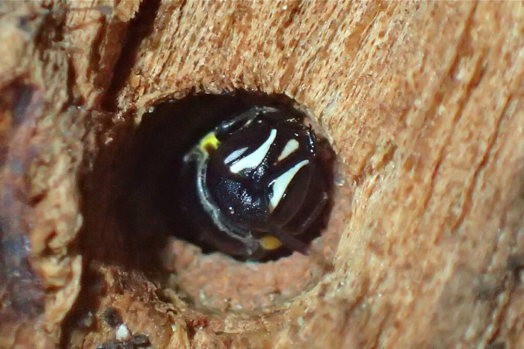 Hylaeus nubilosus, Geraldton, Midwest WA © Gary Taylor
