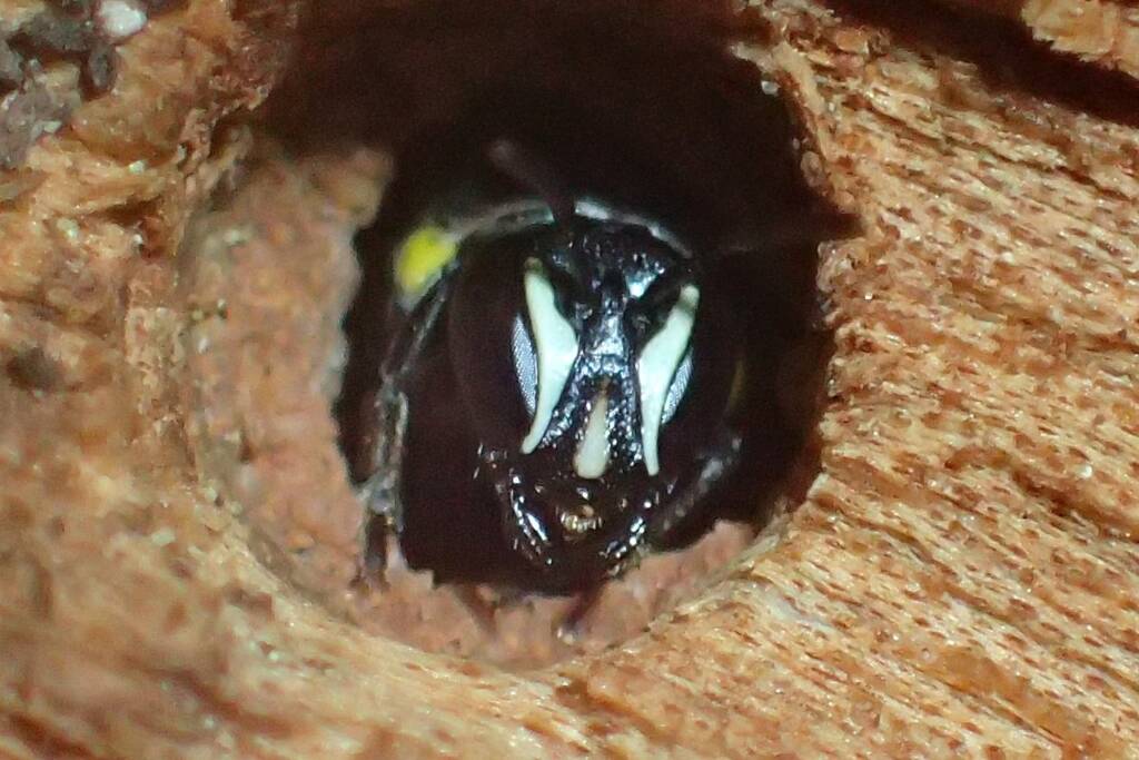 Hylaeus nubilosus, Geraldton, Midwest WA © Gary Taylor