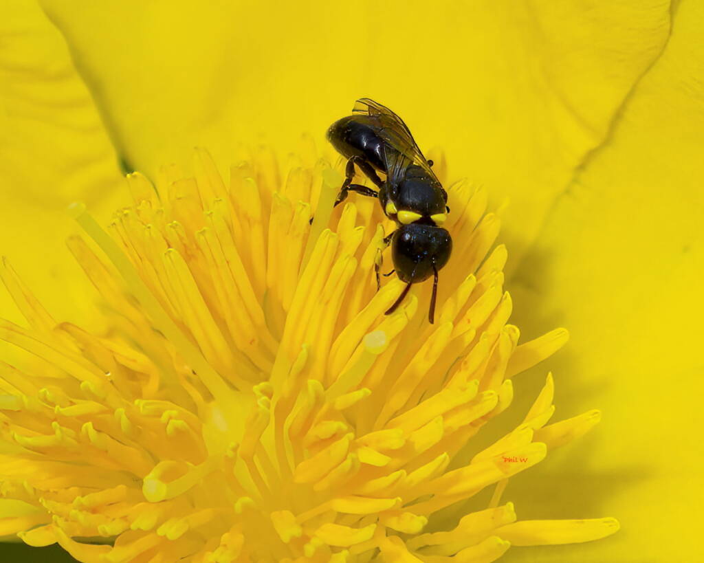 Hylaeus turgicollaris (Masked Bee) feeding on flowers of Hibbertia sp (Snake Vine), South Durras NSW © Phil Warburton