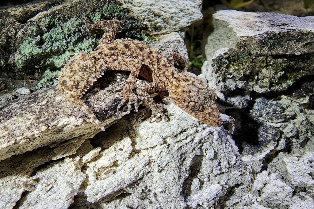 Broad-tailed Gecko (Phyllurus platurus), Woy Woy Bay NSW © Michael Doe