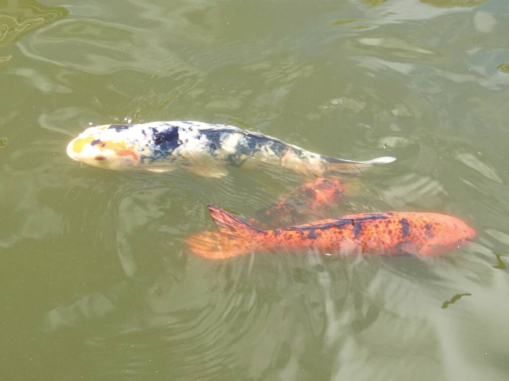 Koi at the Chinese Garden of Friendship, Darling Square, NSW