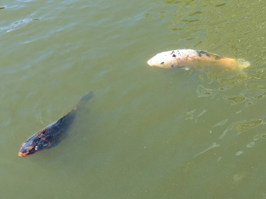 Koi (Nishikigoi) / Common Carp (Cyprinus carpio)