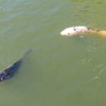 Koi (Nishikigoi) / Common Carp (Cyprinus carpio)