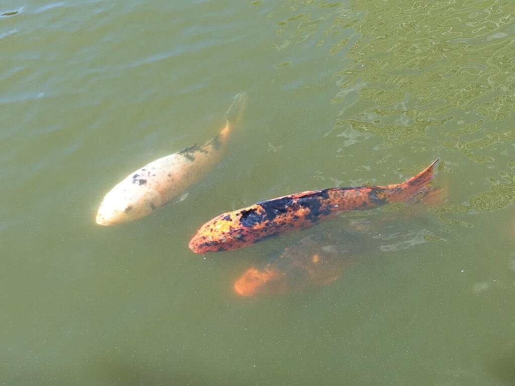 Koi (Nishikigoi) / Common Carp (Cyprinus carpio)