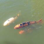Koi (Nishikigoi) / Common Carp (Cyprinus carpio)