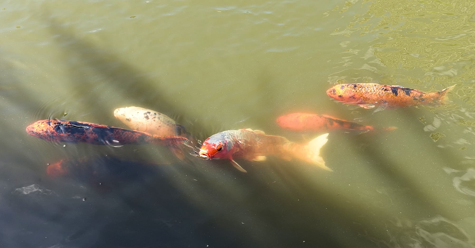 Koi (Nishikigoi) / Common Carp (Cyprinus carpio)