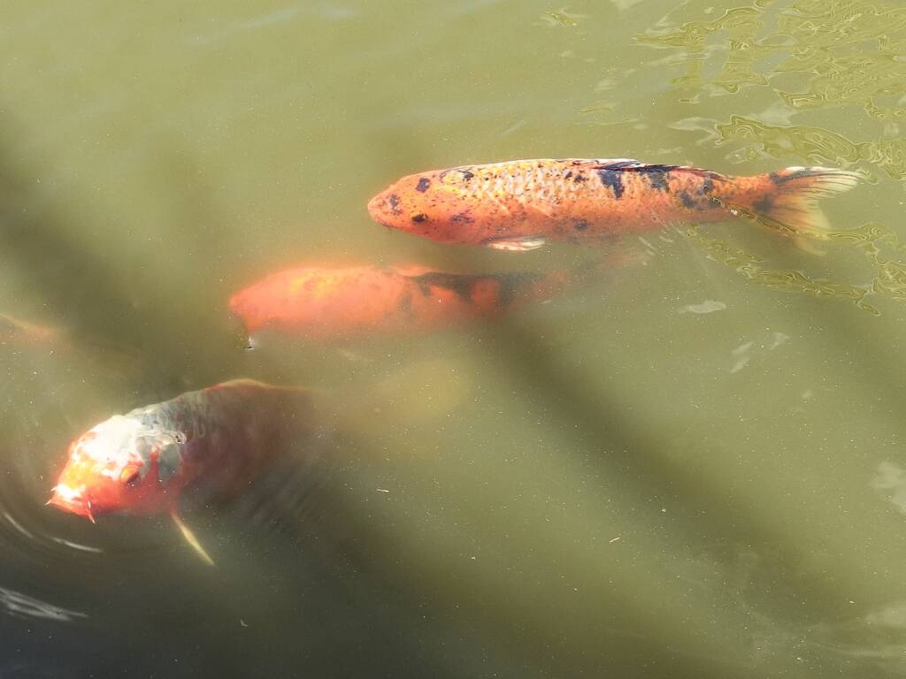 Koi (Nishikigoi) / Common Carp (Cyprinus carpio)