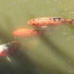 Koi (Nishikigoi) / Common Carp (Cyprinus carpio)